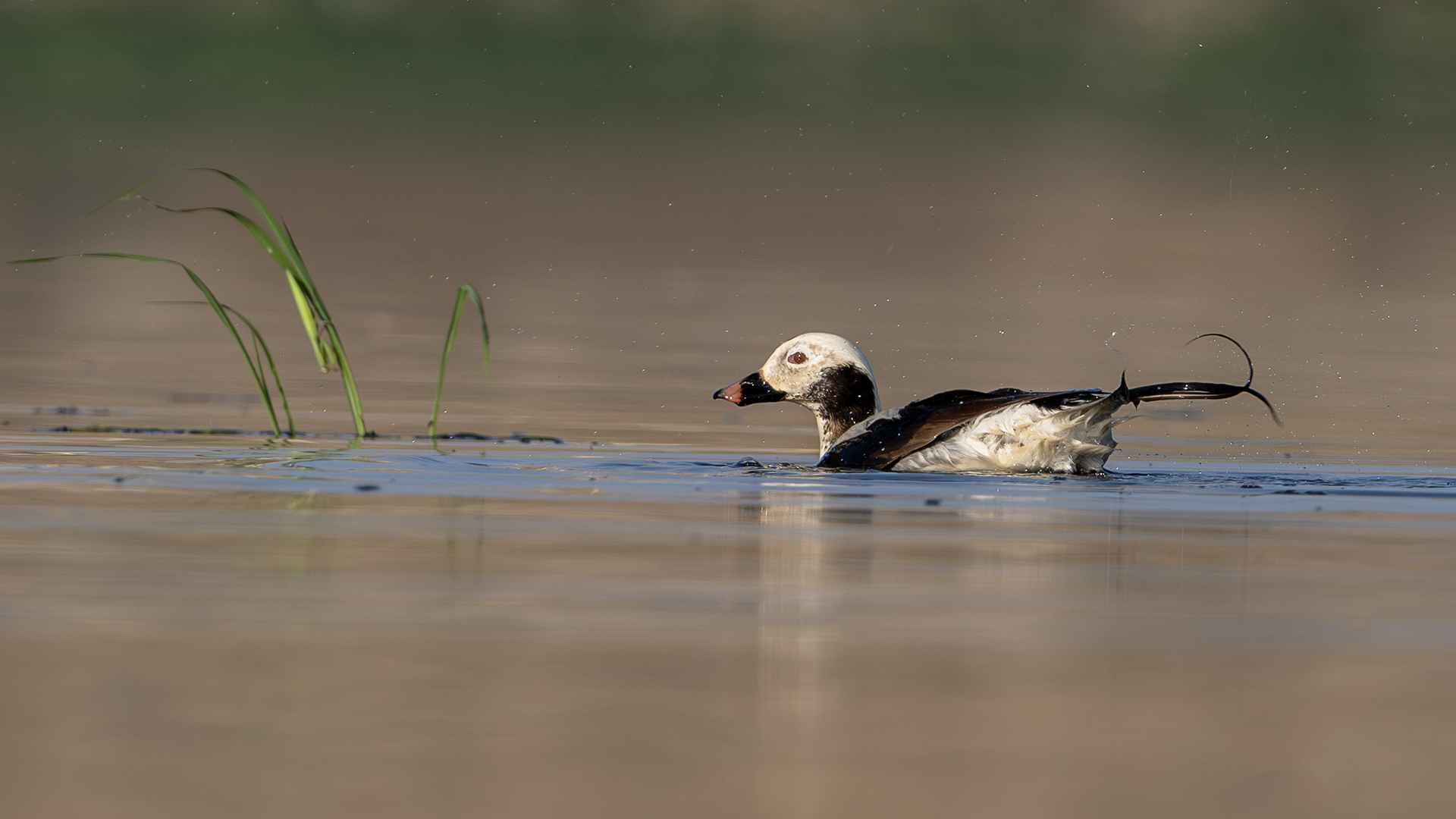 Long-tailed Duck
